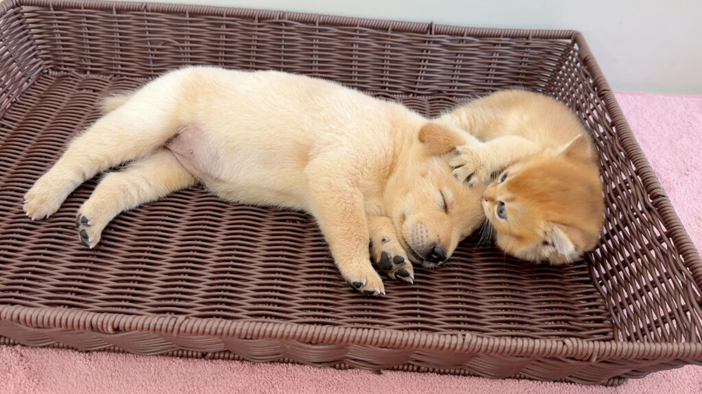 子犬に絡む子猫