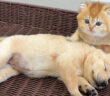 起きない子犬を心配する子猫