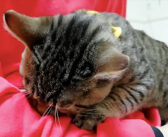 驚くほどの甘えん坊♪ 目覚めてすぐに飼い主さんに突撃して、猛烈に甘え始める子猫に思わずキュンとする ( *´艸`)♡