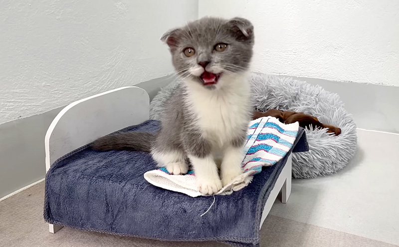 ベッドをもらって嬉しい子猫