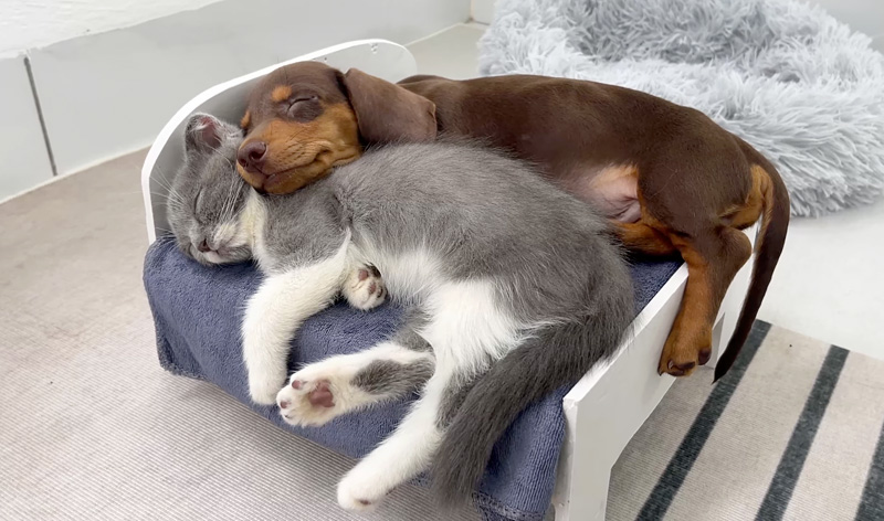 ベッドで一緒に眠るダックスフンドと子猫