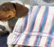 ベッドで一緒に眠るダックスフンドと子猫