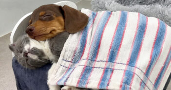 ベッドで一緒に眠るダックスフンドと子猫