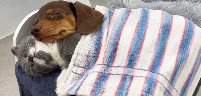 ベッドで一緒に眠るダックスフンドと子猫