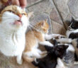 友達になった猫