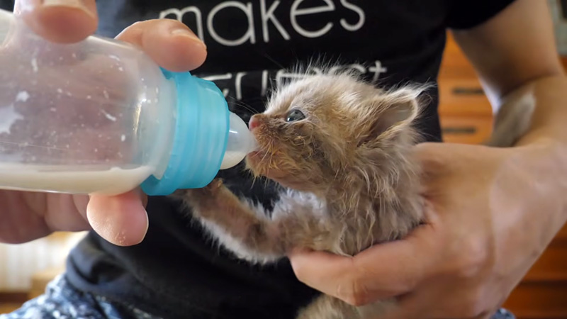 ミルクを飲む子猫