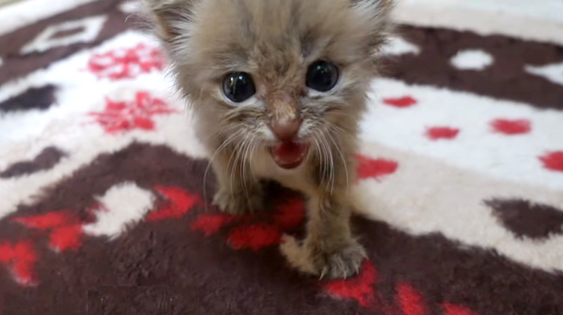 甘え足りない子猫
