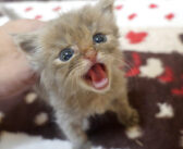 保護子猫が鳴きながらべったり甘えてきた。お腹を満たした子猫が見せた甘えん坊すぎる姿にホッとする (*´ｪ｀*)