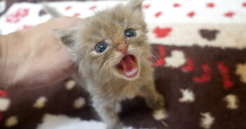 いっぱい甘えたい子猫