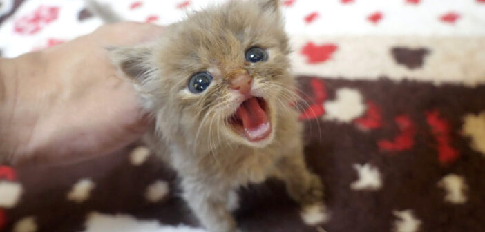 いっぱい甘えたい子猫