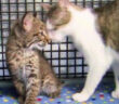 ボブキャットの赤ちゃんと猫
