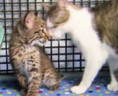 嵐の翌日に保護されたボブキャットの赤ちゃん。優しい猫のお母さんとの出会いによって運命が大きく変わる！