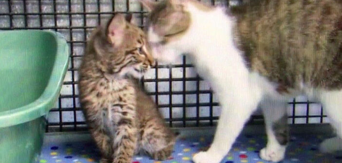嵐の翌日に保護されたボブキャットの赤ちゃん。優しい猫のお母さんとの出会いによって運命が大きく変わる！