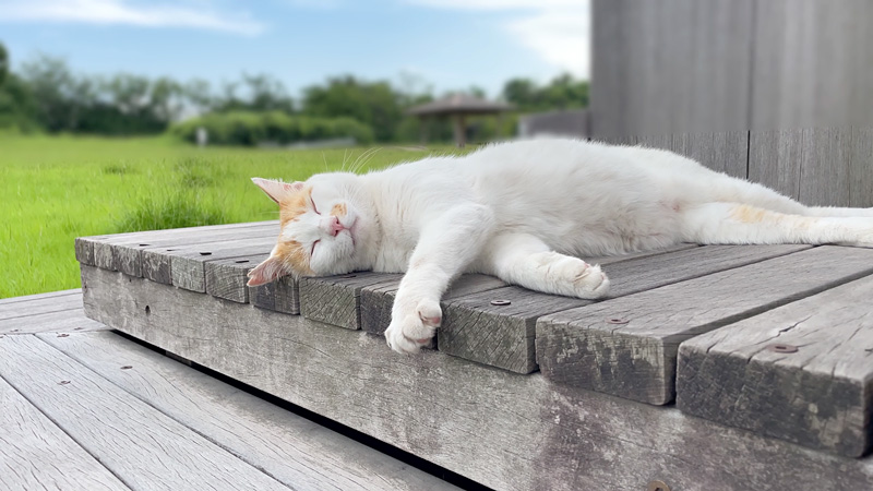 無防備に眠る猫