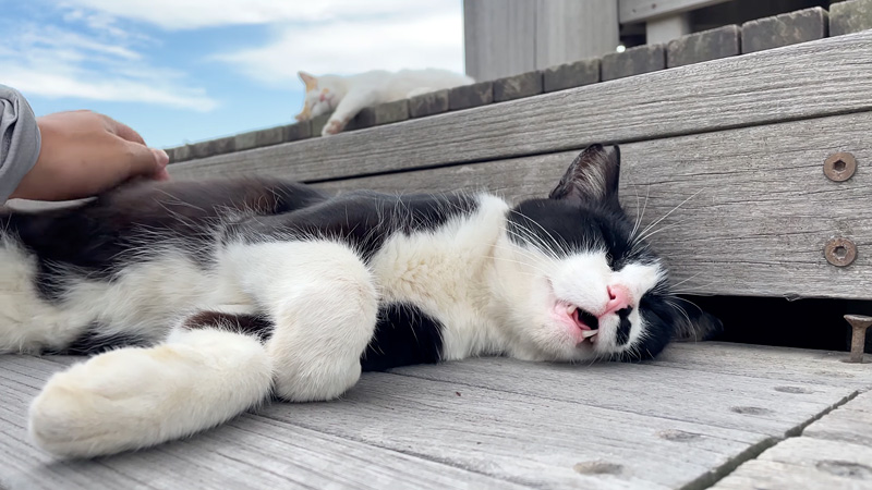 ナデナデするとお返事してくれる猫