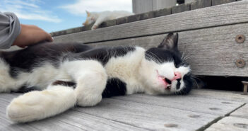 ナデナデするとお返事してくれる猫
