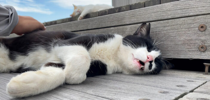 ナデナデするとお返事してくれる猫