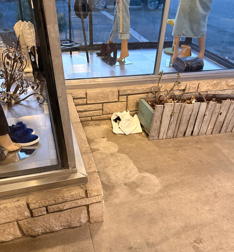 店の前に置き去りにされていた子猫