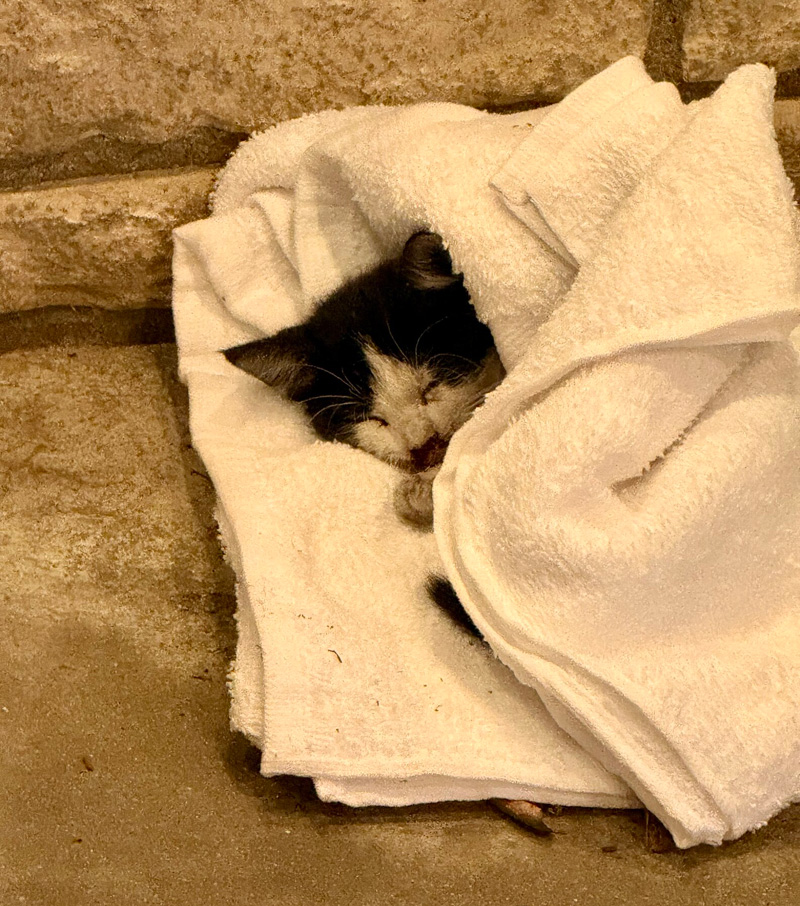タオルで包まれた子猫