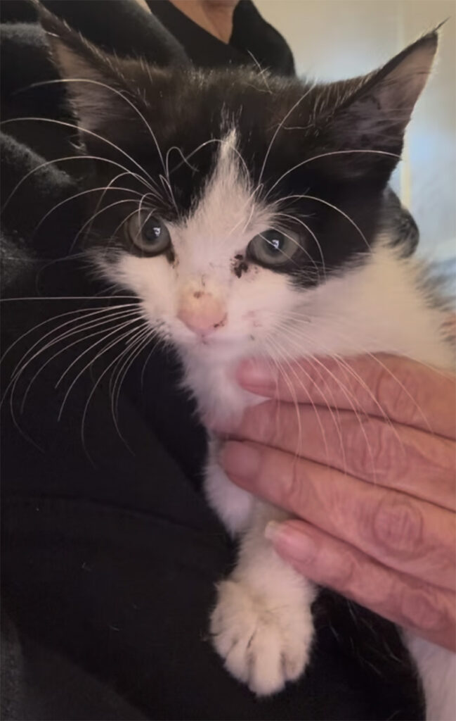 回復中の保護子猫