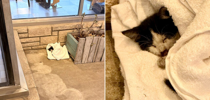 カフェの前に置き去りにされていた猫