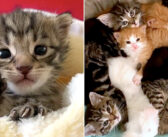 ゴミ圧縮機から助け出された子猫。母猫と離ればなれになった子猫は、たくさんの友達との出会いで幸せな日々を歩み始める