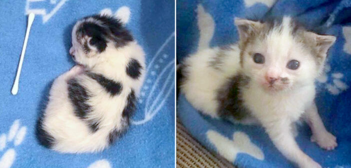 牛柄の子猫