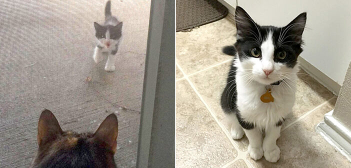 「ボクも家に入れて！」と窓越しにお願いしてきた1匹の子猫。保護から1ヵ月が経つと、里親さんの心を支える存在に