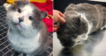 夢を実現させた猫