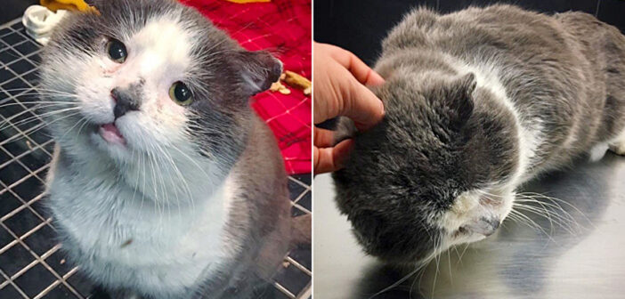 多くの試練を乗り越えながら、何とか命を繋いできた野良猫。ついに心優しい家族と出会い、長年の夢を実現させる！