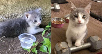 保護された子猫