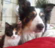 仲良しな子猫と犬