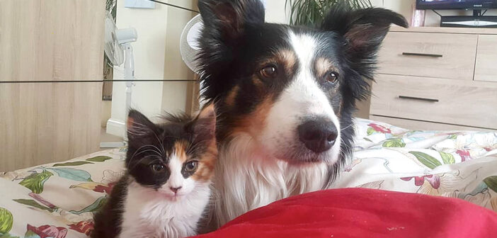 自分によく似た模様の子猫を温かく迎え入れた先住犬。まるで親子のように仲良くなって、何をするのもいつも一緒 (*´ェ`*)