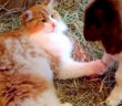 ヤギと猫