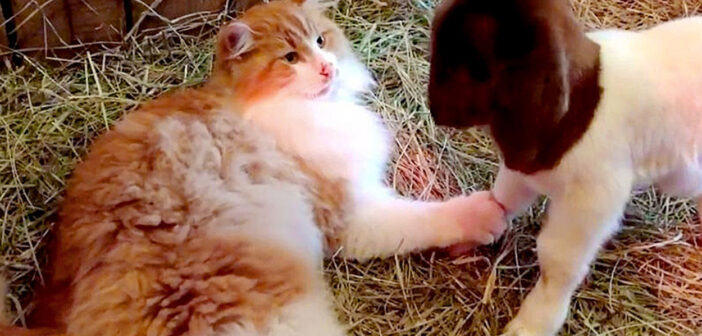 保護先の農家で親友になったヤギの出産を手伝った猫。生まれてきた子ヤギ達に驚くほどの愛情を注ぎ続ける！