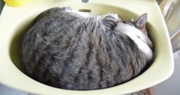 洗面台にフィットしながら寝ている猫を発見♪ 挨拶してみると「おはよ〜」と完璧なお返事が返ってきた ( *´艸`) 洗面台にフィットしている猫