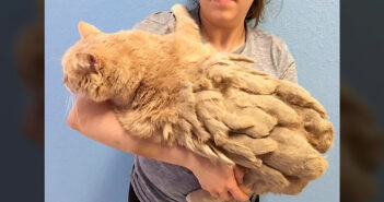全身が毛の束に覆われていた13歳の老猫。大量の毛から解放されたのがとっても嬉しくて、幸せ溢れる変化が (*´ェ`*) 毛が伸びた猫