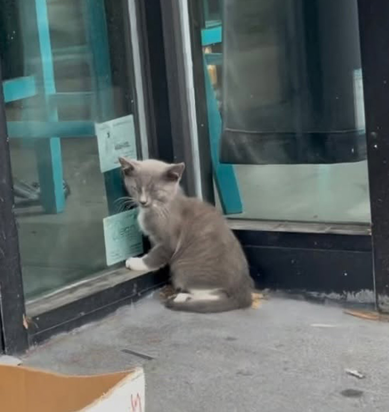 ガラスドアの前で訴える子猫