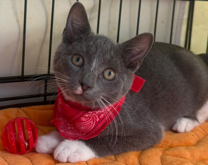 バンダナを巻く子猫