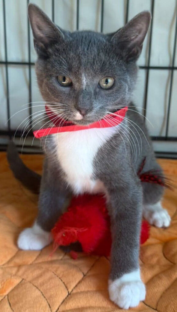 保護された子猫