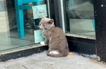 ガラスのドアを引っ掻いていた子猫