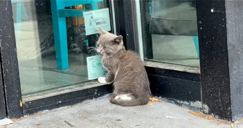 ガラスのドアを引っ掻いていた子猫