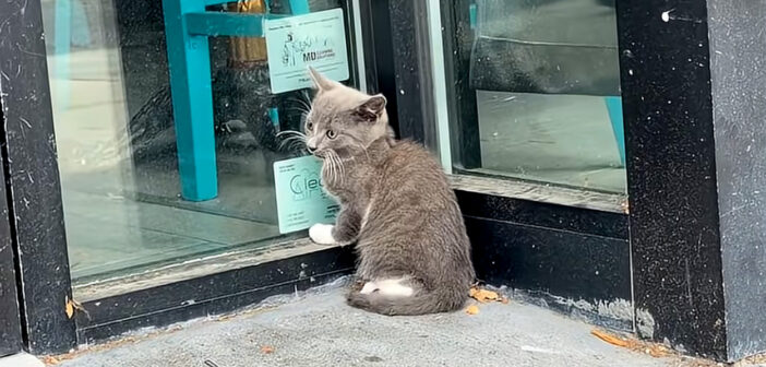 ガラスのドアを引っ掻いていた子猫