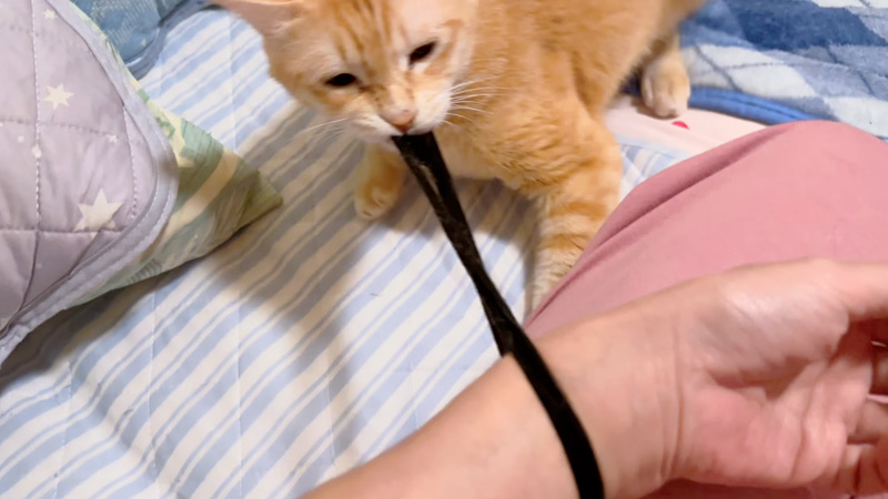 ゴムパッチンする猫