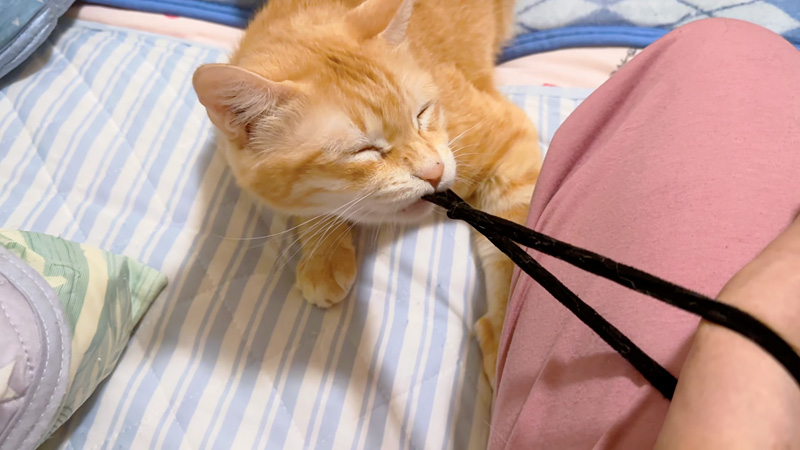 ゴムパッチンする猫