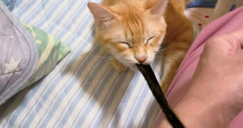 ゴムパッチンしてくる猫さん。腕のゴムをグイグイ引っ張って、飼い主さんを恐怖におとしいれる姿が妙に可愛かった ( *´艸`) ゴムパッチンする猫