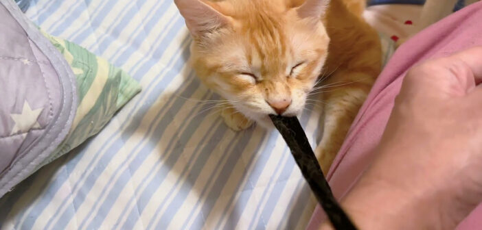 ゴムパッチンする猫