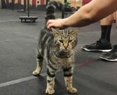 ある日突然、スポーツジムに姿を現した野良猫。いつの間にかコーチになって、みんなのモチベーションアップのお手伝い♪