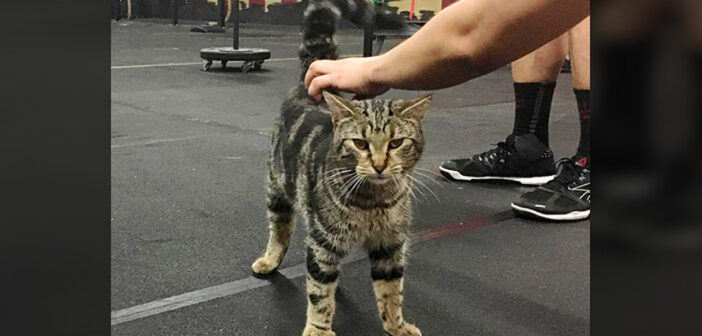 ジムに入ってきた野良猫