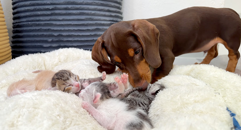 子猫達を世話するダックスフンド
